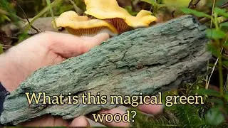 Magical green wood, Do you know what it is? #magicwood #foraging #mushroomhunter