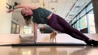 Marv&rsquo;s concerned for us #gymdog #pilateslovers #classicalpilates 