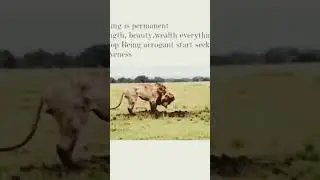 Lion suicide#animal #lion #alone #suicidalbass #viral