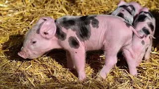 Newborn Piglets - Mother Pig Feeding Piglets - Cute Baby Pigs