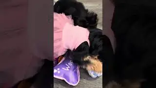 Yorkies, Boy, and Girl one  bluediamondyorkies.com 