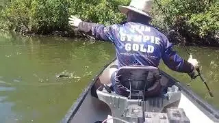 A day on the Mary River Chasing Sooties