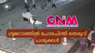 ഗുജറാത്തിൽ ചോര ചിന്തി തെരുവ് പശുക്കൾ. Watch the shocking CCTV visuals from Ankleshwar. Gujarat.