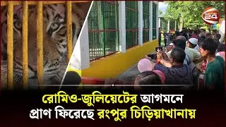 রংপুর চিড়িয়াখানায় বাঘের অভাব পূরণ করল রোমিও-জুলিয়েট | Rangpur Zoo | Romeo Juliet | Channel 24