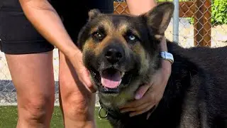 Paws for Pets: Silas the Dog