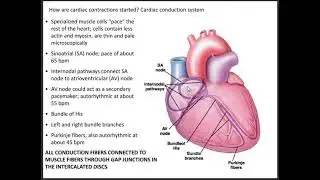 ELECTRICAL ACTIVITY OF THE HEART AND THE NORMAL ECG