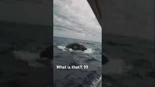 This is why I have Thalassophobia #shorts #viral #creature #cryptids #cryptozoology