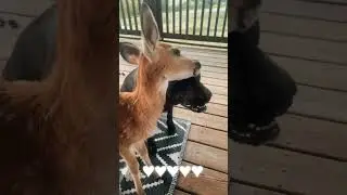 The brave dog saved the baby deer and then became friends for life