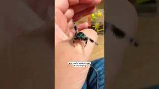 Являются ли пауки-скакуны хорошими домашними животными?