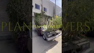 Plant Lovers #plants #succulents #flowers #trending