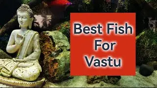 Best Fish For Vastu For Your Aquarium | Hindi | Blessings Aquarium