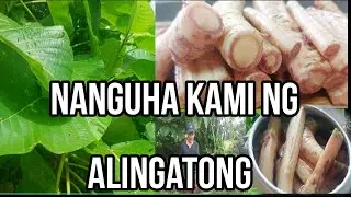 Nanguha kami ng Gamot na Alingatong | Mabisang Herbal Medicine ang Ugat ng Lipa or Alingatong
