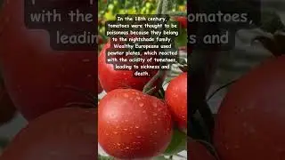 Tomatoes were thought to be poisonous🍅 #tomato #shorts