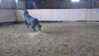 Hengst goes Wild