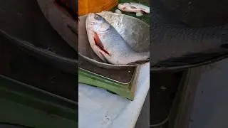 Fish Man Doing his work#fishman#youtubeshorts#fypシ゚viral#cuttingfishskills#youtube#viralshort#Foodie