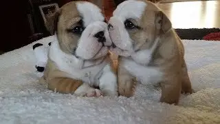 Funny and Cute Basset Hound & English Bulldog Compilation 2017
