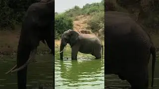 Elephant 🐘 cooling its body temperatures in Queen Elizabeth National Park 🏞