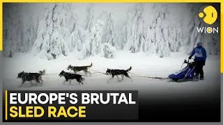 700 Dogs Conquer Czech Snow Hell in Epic Sled Clash | WION