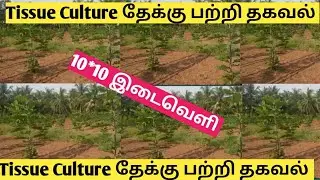 Tissue culture Bharma theak teak cultivation teak cultivation in tamil more details 9842813002
