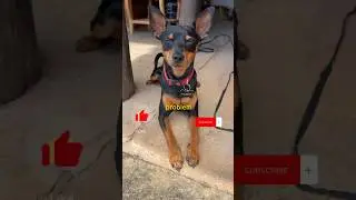 Who will be the problem? #dogshorts #doglover #cutedog #minipinscher #dogsong #funnydogsvideos #dog