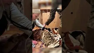 -15 डिग्री की ठंड में मिले साइबेरियन टाइगर के अनाथ बच्चे [Amur tiger cubs left by their mother ]