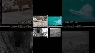 Historical Photos of Nature| #shortsfeed #youtubeshorts #historical #history #photos #shorts