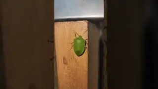 GreenBug #farmlife #bugs