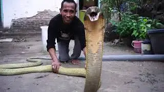 RAJA COBRA JAWA VS RAJA COBRA KALIMANTAN | GOTRO & NYAI | JAGAD MUDA