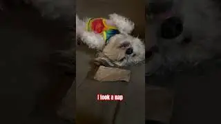 #yorkiepoo #fyp #puppy #dog
