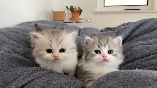 cat video katta kitti ki kahani
