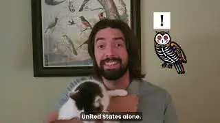 Let's Go Birding for Cat and Bird Safety