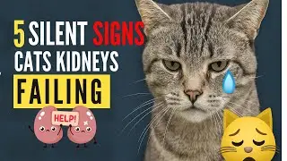 5 Silent Signs Your Cat&rsquo;s Kidneys Are Failing 😿 (Don&rsquo;t Miss These!)