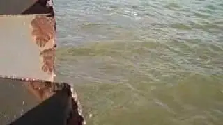 Dolphin Swimming at Big Bend Power Plant Florida