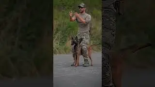#k9 #dog #tactical #trending #dogsofyoutube #trainingdog #dogstraining