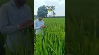 Flowering data recording 🌾🌾 #rice #agriculture #research #shorts