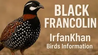 Black francolin male voice | kala teetar madi ki awaz | kala teetar awaaz madi | 