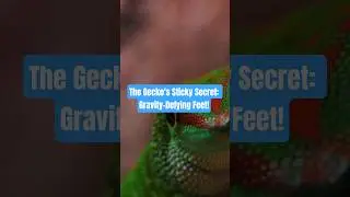 The Gecko's Sticky Secret: Gravity-Defying Feet!