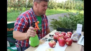 Komunikat sadowniczy Zbigniew Marek, Gala – wyznaczanie terminu zbioru, 25.08.18