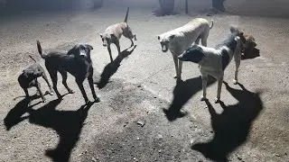 street dogs feeding daily routine #dog #dogs #dogsofyoutube #streetdog