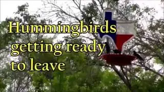 Hummingbird Migration