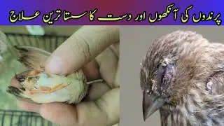 Loose motion treatment of birds || Loose motion treatment of finches cure Diarrhea || Eye Infection