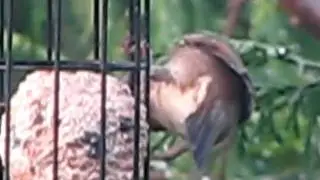 Female House Sparrow ~ British Birds UK