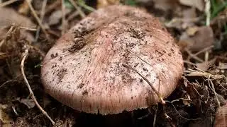 Inocybe du Jura (Inosperma adaequatum) vs Inocybe vineux (Inosperma vinaceum)