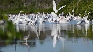 Wading Birds
