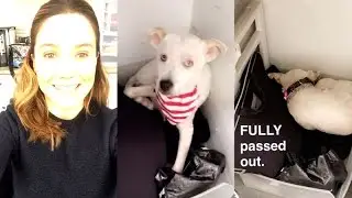 Sophia Bush  with her dog on Snapchat | December 7 2016