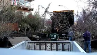 Unloading Big japanese maple trees