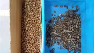 AMVT Color Sorter  -  Inshell Pecan