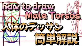 人体デッサンを簡単に理解しよう！【漫画の描き方講座】