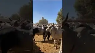 Passioné de l'élevage 🐂🐂🐂