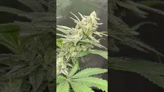 Wedding cake x bbc(banana buttercups) square1 genetics nothing is for sale legal home grow